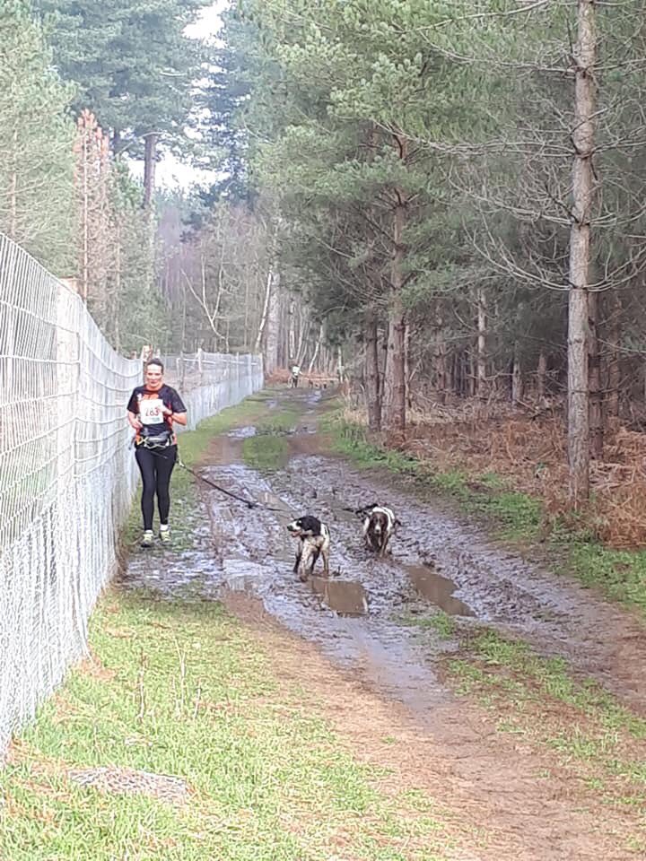 debmorgan71's tweet photo. Great weekend of #canicross races and #spanielpower. Yesterday 5km #KingsK9Capers with @LokiEvents and #KingsForestCanicross; two happy spaniels racing through mud 🤪Today 10km #ThetfordTrails with @Inspireraces; super proud of our first place in the two dog category 😊🐾 https://t.co/1eMbhwsLnS