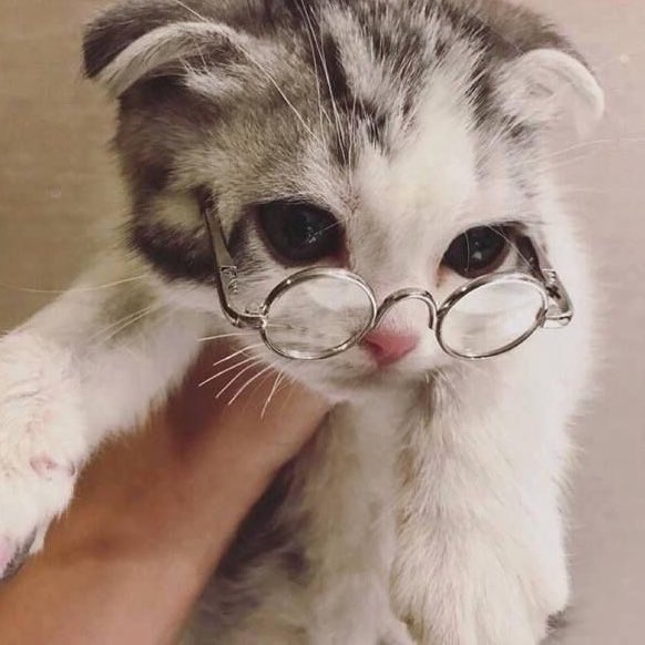 ɪᴛ's ᴄᴏᴏʟ ᴛᴏ ʙᴇ ᴀ ᴄᴀᴛ. (@itscooltobeacat) on Twitter photo 