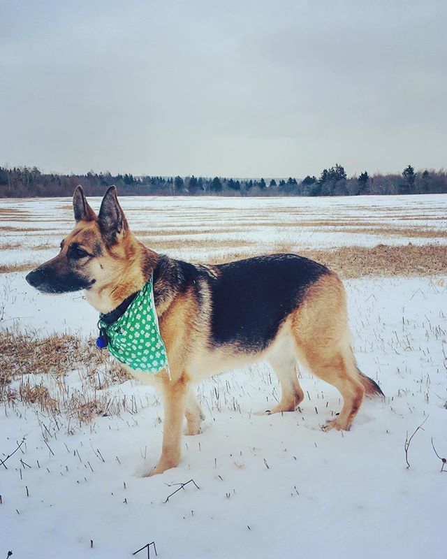 CBCPEI's tweet photo. "When the road is pure ice, field walks it is," says @ffionn_dee 🐕 Awesome puppy pic and love the colour contrast with the bandanna and the fur and the snow. Brilliant shot! #cbc #pei #princeedwardisland #islandlife #eastcoast #maritimes #atlanticcan… https://t.co/za8zm6kb1z https://t.co/WnbJn7utTB