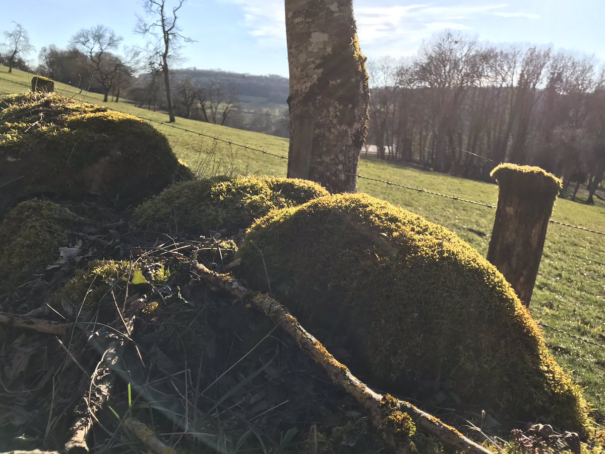 Petite rando au soleil ! 😎 #randonnee #soleil #verdure #hautemarne #ccavm  #paysdelangres