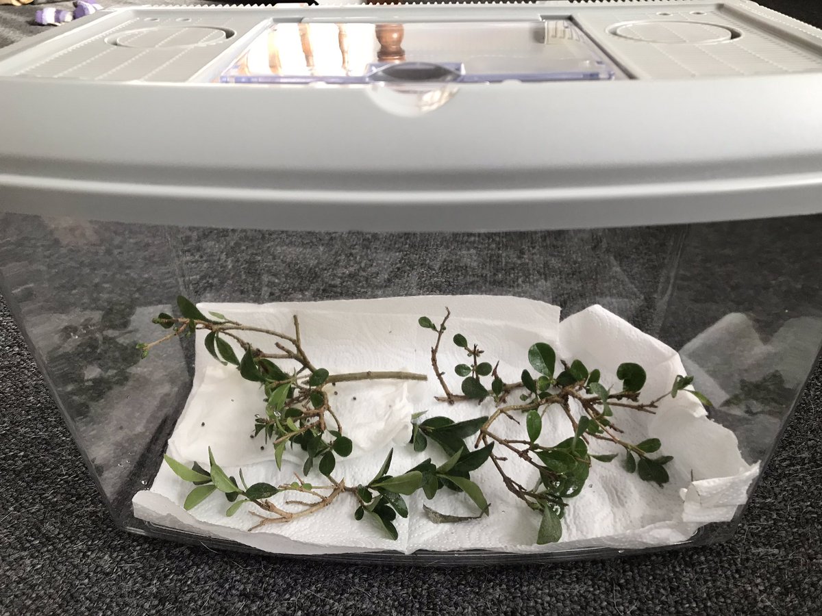 We have a lovely surprise for nursery tomorrow! We now have two baby stick insects! #EYFS #earlyyears #nursery #stickinsects #nurserypet