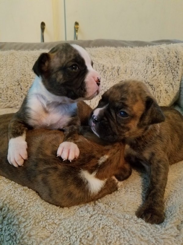 DailypetU's tweet photo. Boxer Puppies For Sale: https://t.co/8PpIqIa0XM #dog #dogs #puppy #puppies #puppiesforsale #pets #petsforsale #petclassifieds #boxer #wyoming #delaware #dailypet #dailypetus https://t.co/RN8pIMSIar