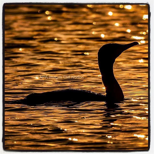 NPAImages's tweet photo. Golden hour photography on my local patch Cormorant against the orange glow Rutland water nature reserve. #goldenhour #light #weather #wildlife #nature #naturephotography #wildlifephotography #birds #birdsofinstagram #comorant #sunset #sunrise #sun #TagF… https://t.co/YwfWWEVo53 https://t.co/AuoBEf3Lkv