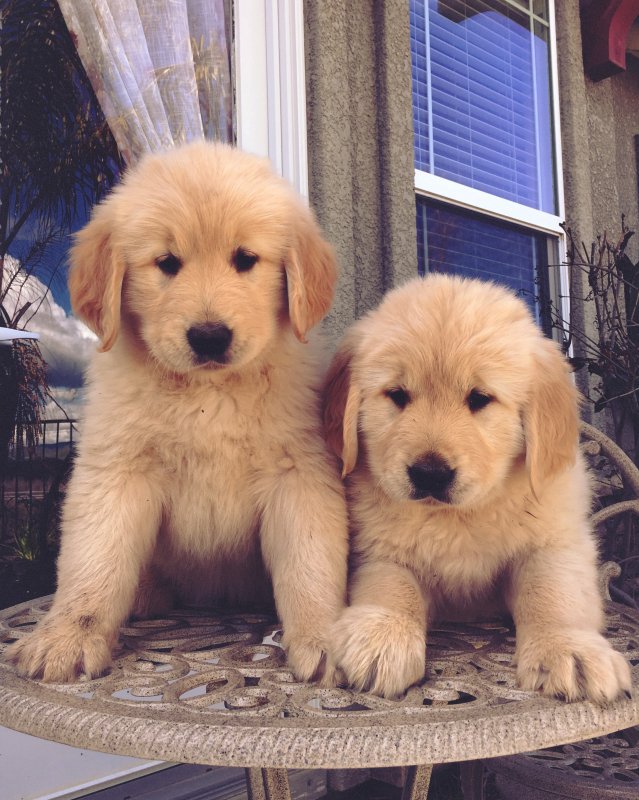 DailypetU's tweet photo. Beautiful Golden Retriever Puppies for Sale! - $2000: https://t.co/4fhDxE9x7G #dog #dogs #puppy #puppies #puppiesforsale #pets #petsforsale #petclassifieds #goldenretriever #pleasanton #california #dailypet #dailypetus https://t.co/Kgr9m8FypI