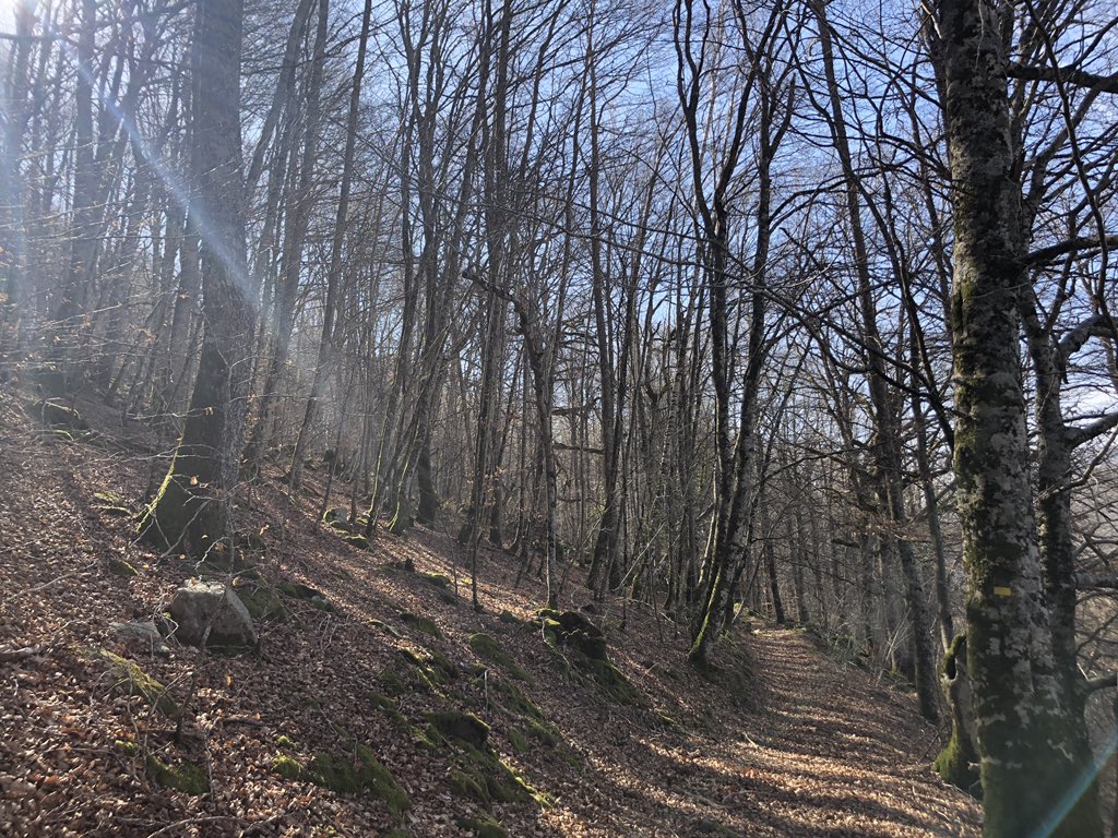 MiriamErviti's tweet photo. Camino del #RobleMilenario #PirineoNavarro esto si que es terapia natural https://t.co/IrCA4EtAAw