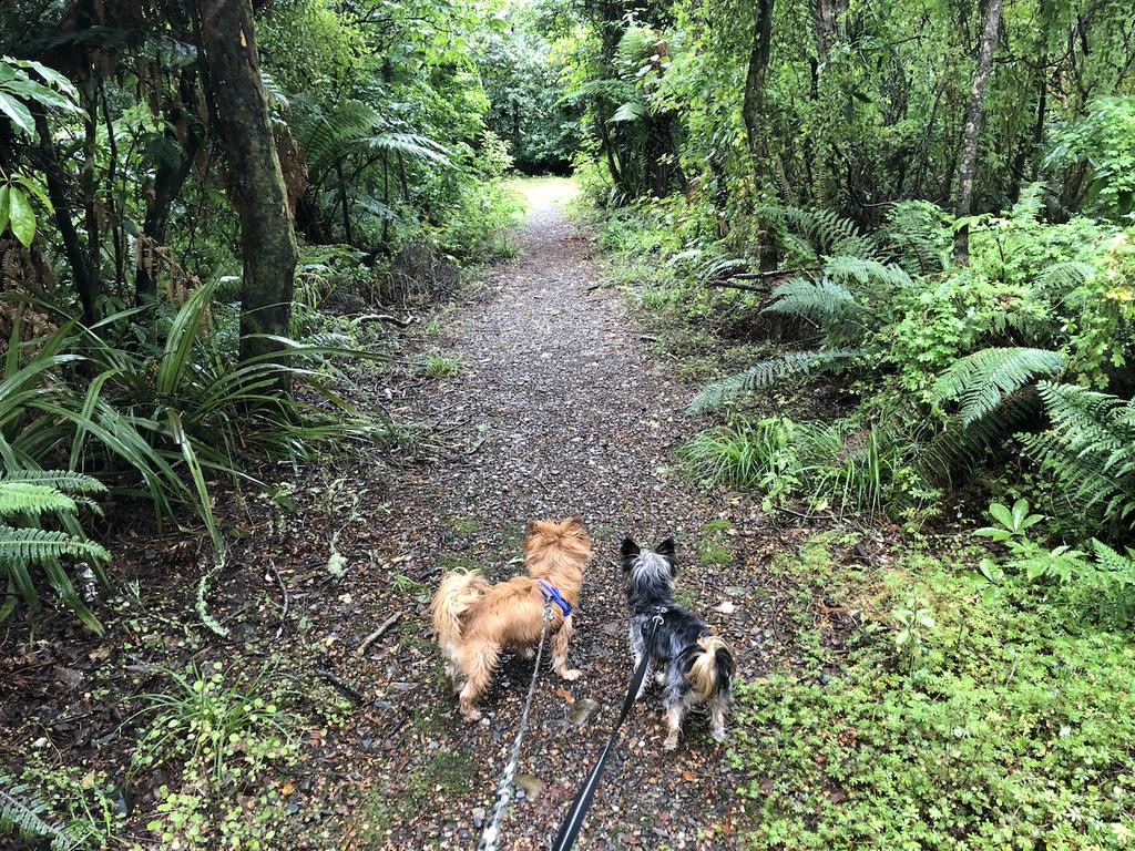 Tuatapere, at the southern tip of New Zealand, has a beautiful scenic reserve tucked away on the edge of town. This lovely loop track takes you through a lowland remnant forest and allows dogs so long as they are on-leash. buff.ly/2Es9QWW