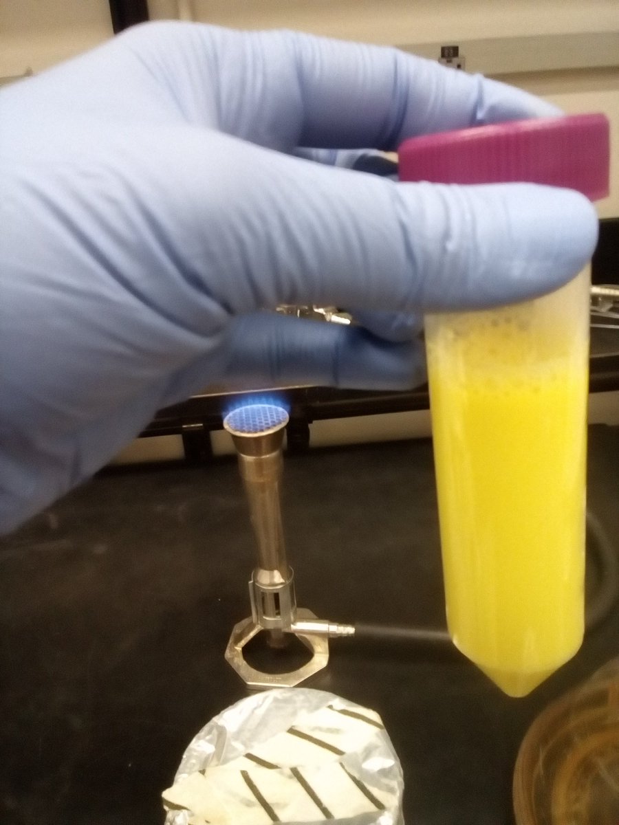 SibapriyaC's tweet photo. Some #protein #purifications can be #pretty! I'm purifying my own #GFP! #biochemistry
Thanks @AmrKataya1 for the clone! https://t.co/pONFu9BUkr
