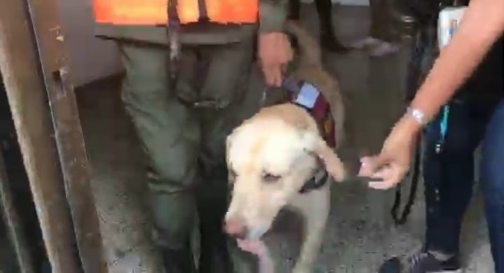 castilloapitz's tweet photo. 4:30 pm Este joven pertenece al Comando Nacional Antidroga. Acaba de cruzar la frontera por una trocha. Cruzó junto a su perro. No lo abandonó. "Él es como si fuera mi hijo". Sobre el presidente @jguaido dice: "Estoy poniendo toda mi confianza y apoyo en él". #24Feb https://t.co/hH52b5Gtms