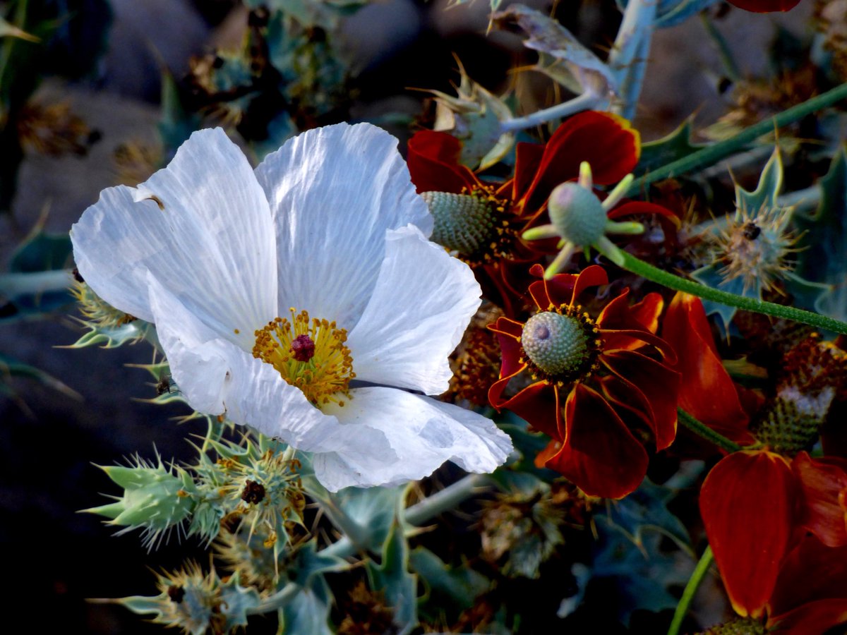 WaterWiseNM's tweet photo. Photo of the day: pollinator plans in my garden- Prickly Poppy and Mexican Hat #PhotoOfTheDay #pollinatorplants #pricklypoppy #mexicanhat #ratibidacolumnifera #argemone #waterwiselandscapes #Albuquerque #newmexico https://t.co/oz2a5GbR5Z