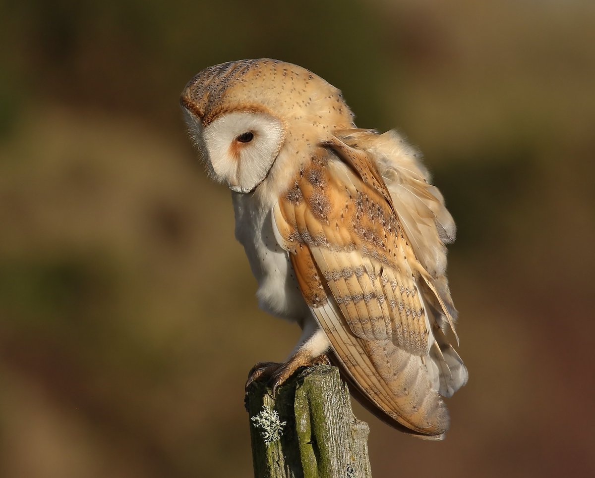 Barn owl up on the moors probably one of my favourite images I have ever taken <a href="/DurhamBirdClub/">Durham Bird Club</a> <a href="/NewNature_Mag/">New Nature Magazine</a> <a href="/NatureUK/">NatureUK</a> <a href="/BarnOwlTrust/">Barn Owl Trust</a>