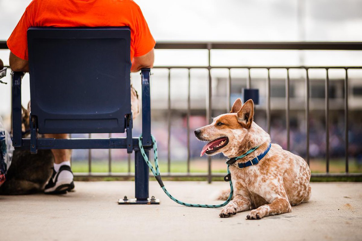 astros's tweet photo. Nothing but a bunch of good dogs. 😍 https://t.co/tgGuagh8K3