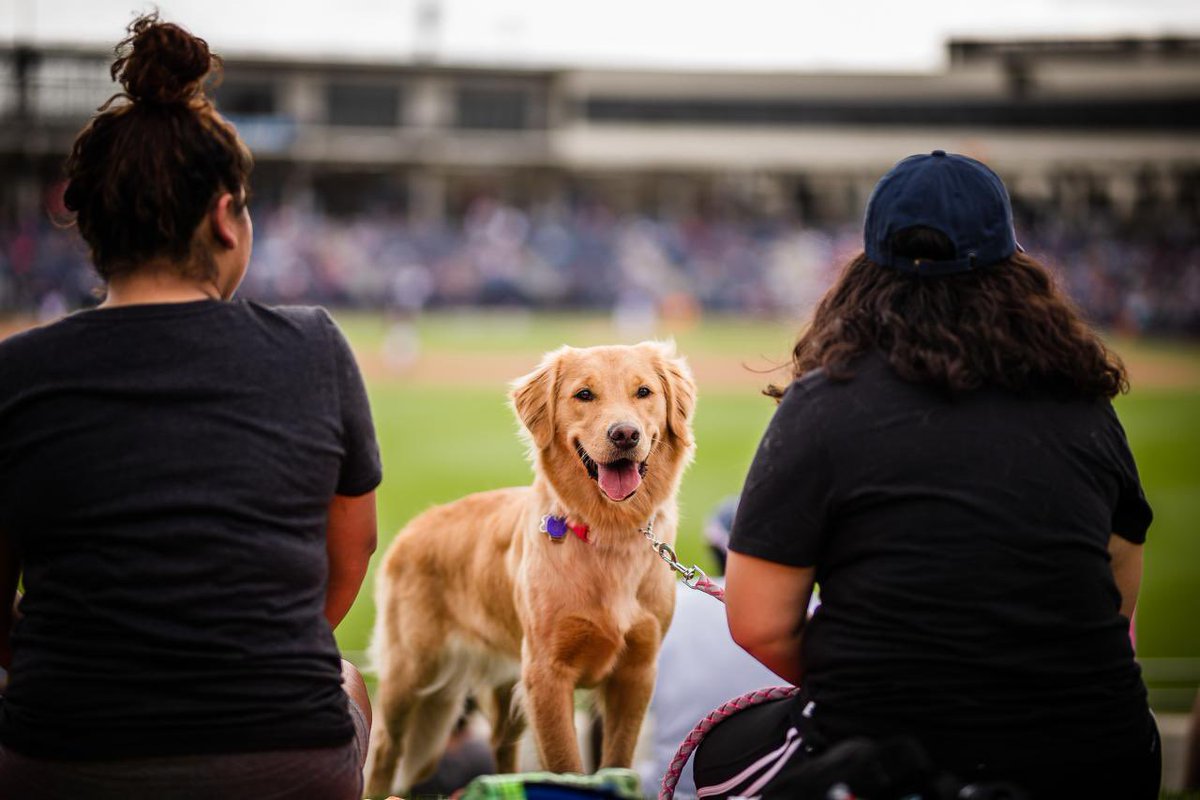 astros's tweet photo. Nothing but a bunch of good dogs. 😍 https://t.co/tgGuagh8K3