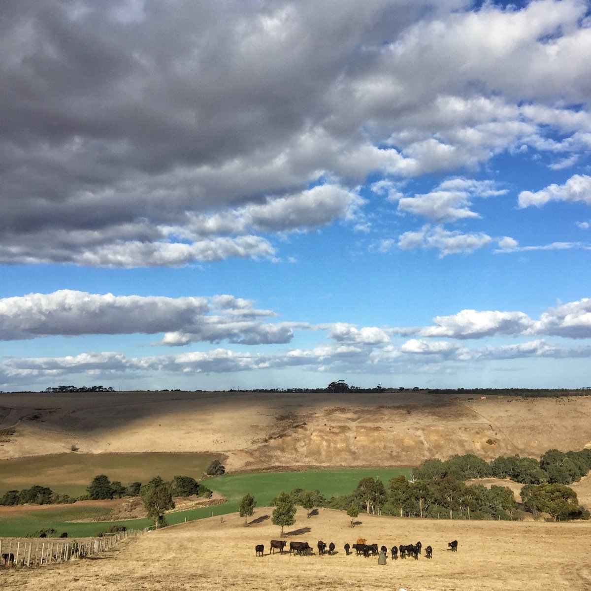 ProvenirMeat's tweet photo. When you are capturing footage of the cattle and the cameraman becomes the star of the show! @ThePostProject @alisterrobbie . #workingwithanimals #curiouscattle #storytelling #staroftheshow https://t.co/1gx0CwXRww