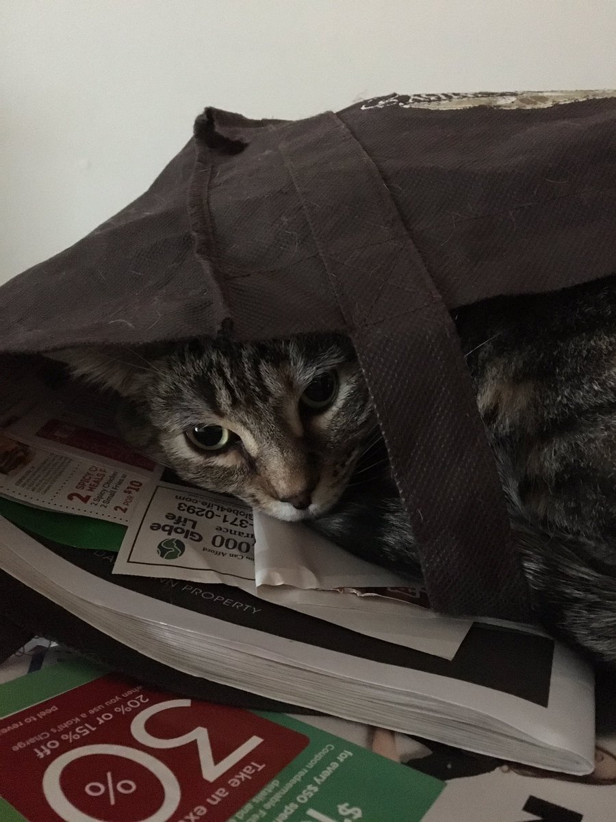 Breadchick's tweet photo. Just found Stella Bella hiding in the bag of mail I need to go through. She likes hiding in bags. #cats #oddkitty https://t.co/NihdU8MXRb