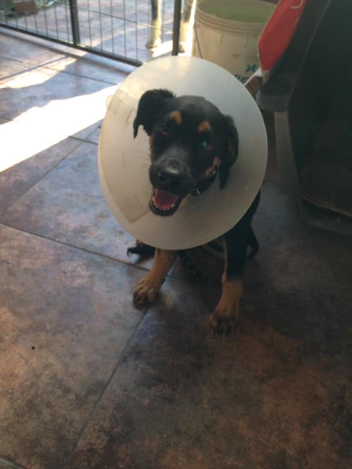 isaprexioxa's tweet image. Queridos amigos esta linda pequeñita busca una linda familia que la quiera adoptar, ella está en recuperación de cirugía oftálmica ya que nació con un problema en sus ojitos, lo que ya está solucionado. Está esterilizada, chipeada, vacunas al día y desparasitada @TonkaTP