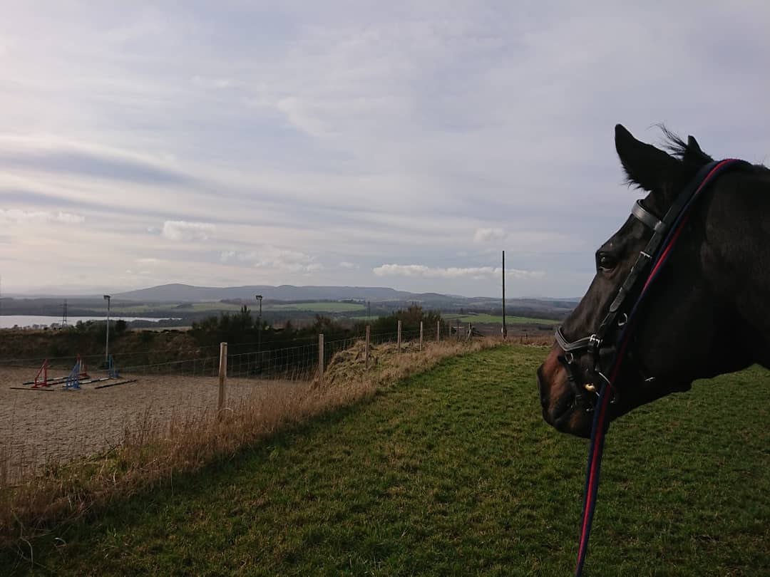 CatrionaDM's tweet photo. Today felt like spring! #handgrazing #omnomnom #views #throughtheears #boxrest #carrothunt #springgrass #sunshine #crazydaisy https://t.co/QcLSZC50va