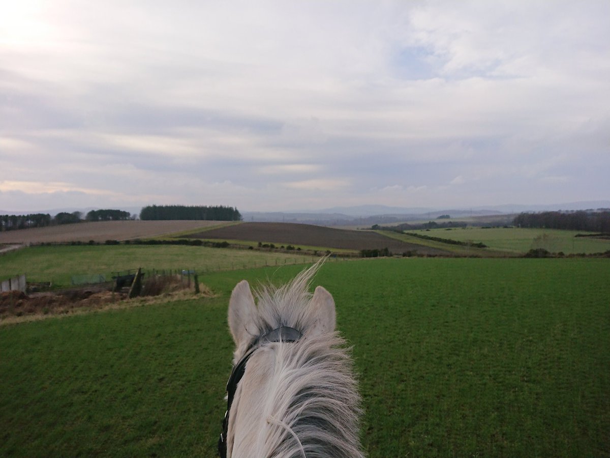 CatrionaDM's tweet photo. Today felt like spring! #handgrazing #omnomnom #views #throughtheears #boxrest #carrothunt #springgrass #sunshine #crazydaisy https://t.co/QcLSZC50va