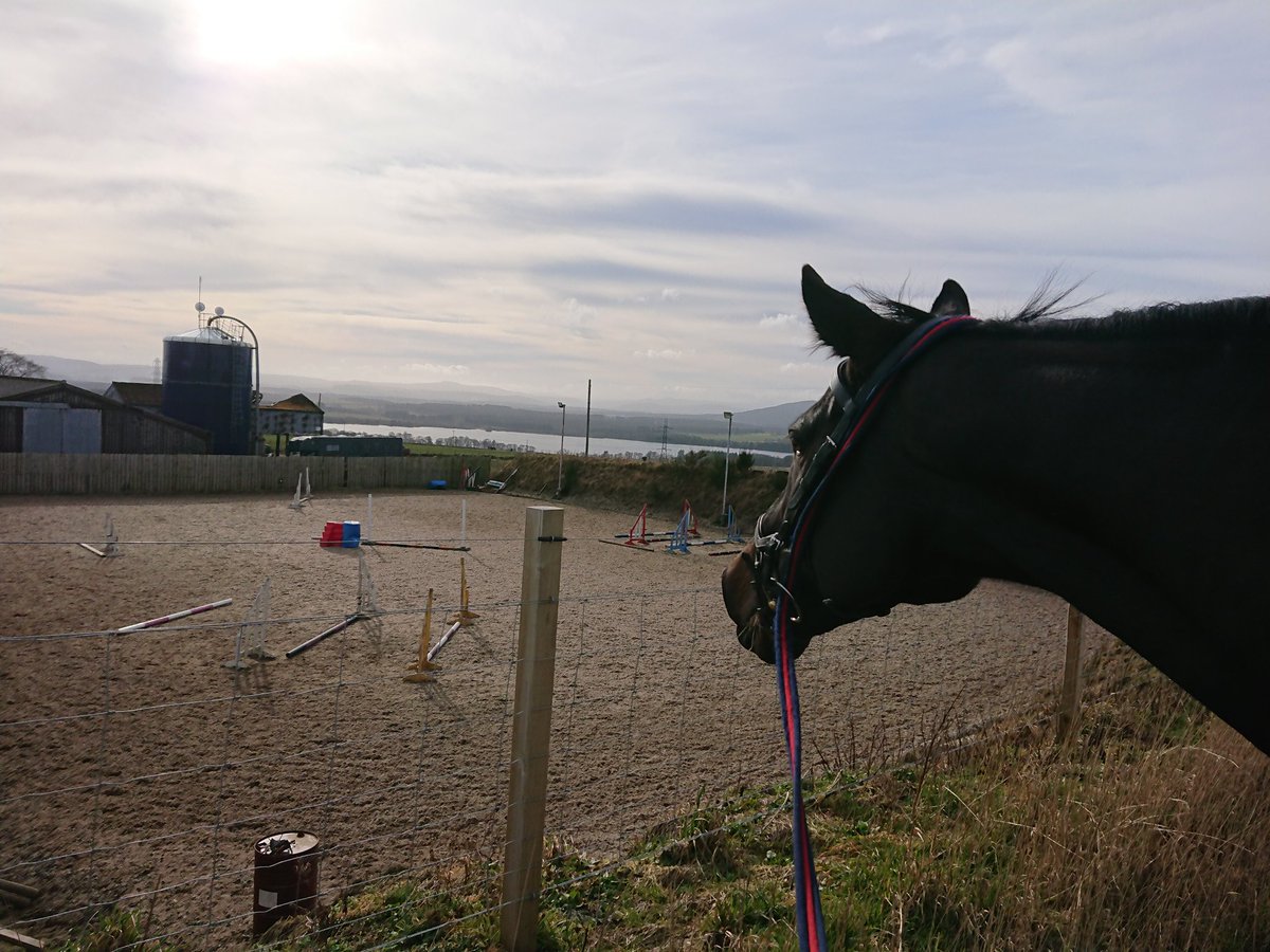 CatrionaDM's tweet photo. Today felt like spring! #handgrazing #omnomnom #views #throughtheears #boxrest #carrothunt #springgrass #sunshine #crazydaisy https://t.co/QcLSZC50va