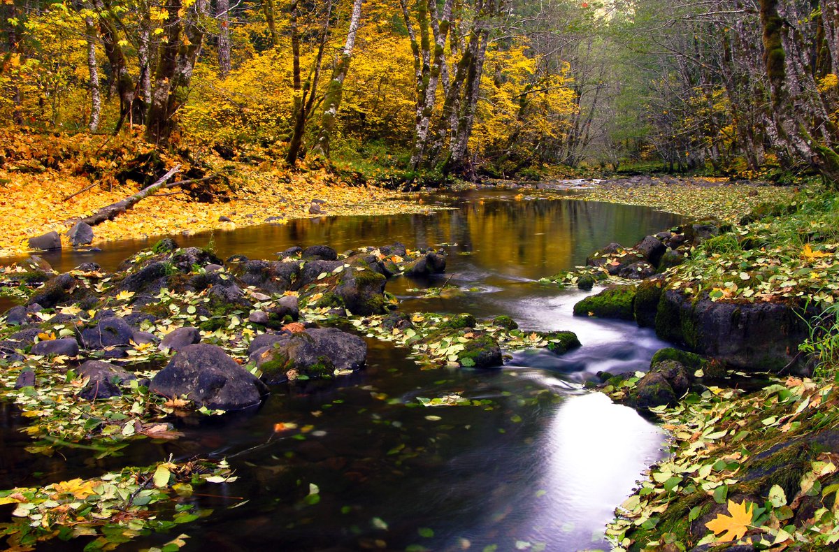 ForestServiceNW's tweet photo. “Those who contemplate the beauty of the earth find reserves of strength that will endure as long as life lasts.”-Rachel Carson #SundayMorning https://t.co/2JQSw4jabP
