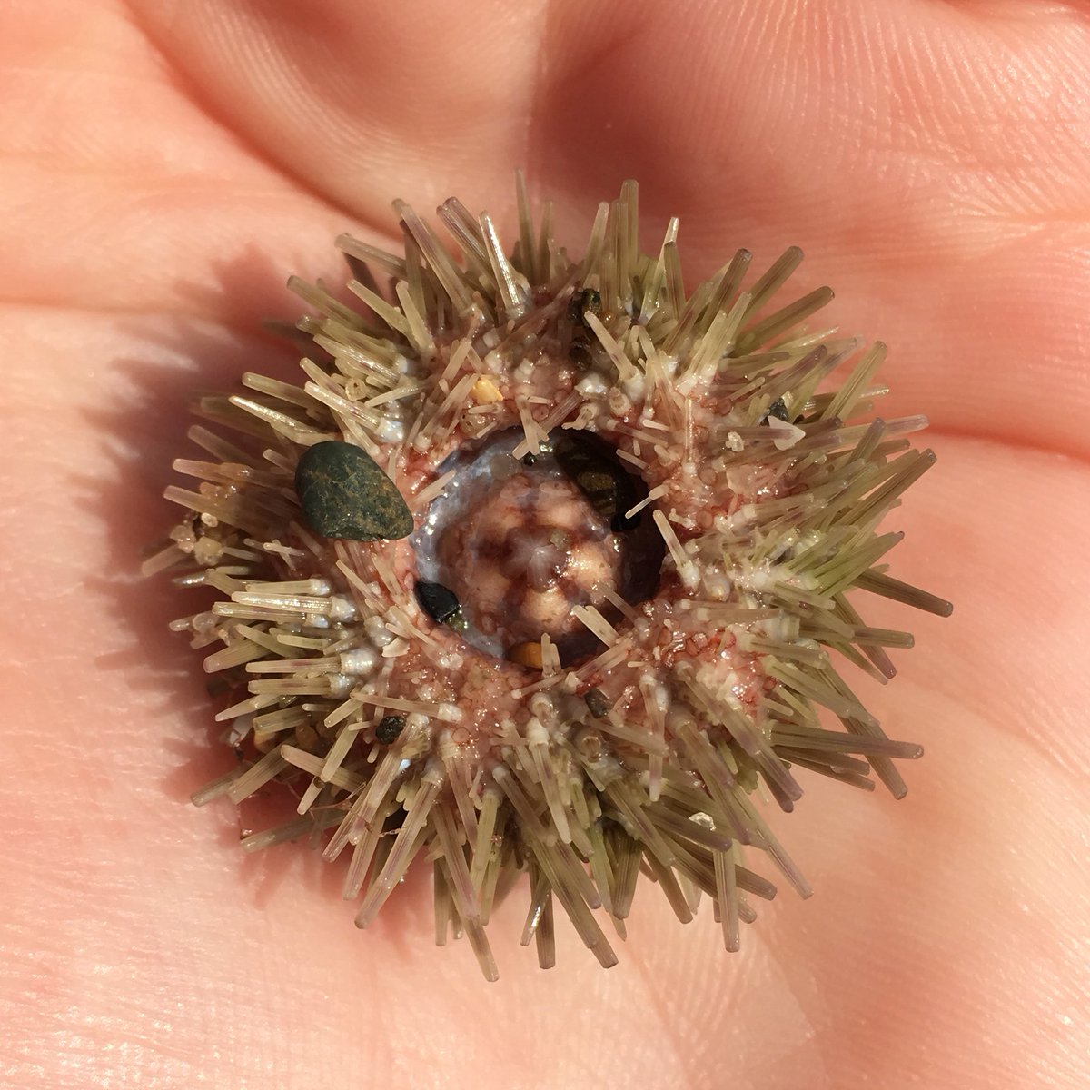 Emily G Cunningham MBE tweet media