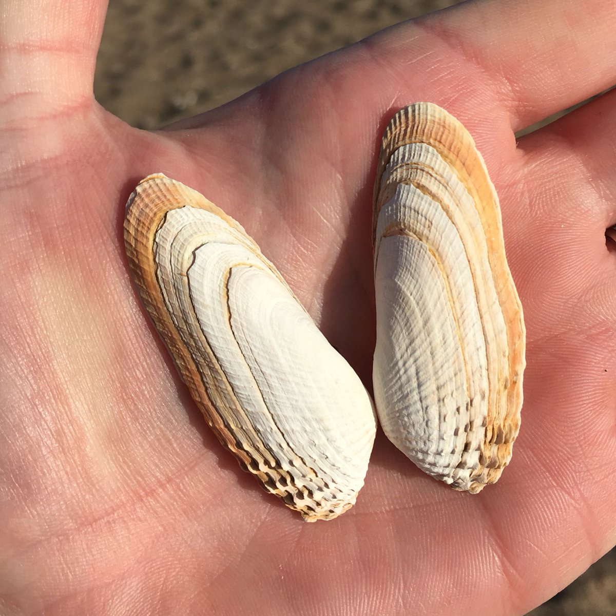 Emily G Cunningham MBE tweet media