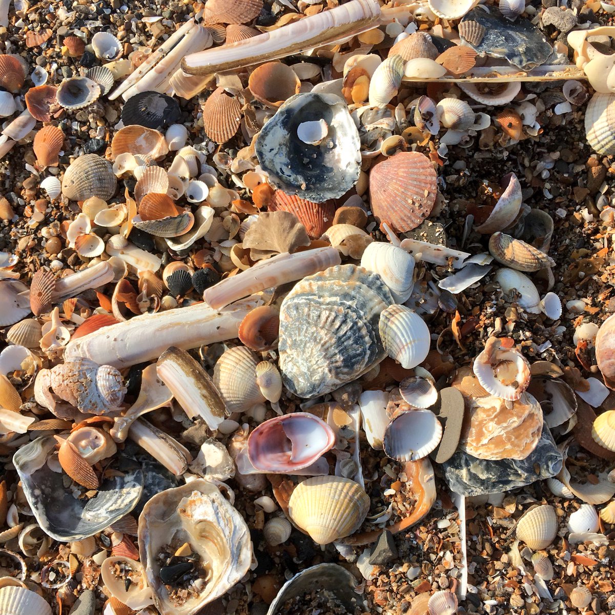 Emily G Cunningham MBE tweet media