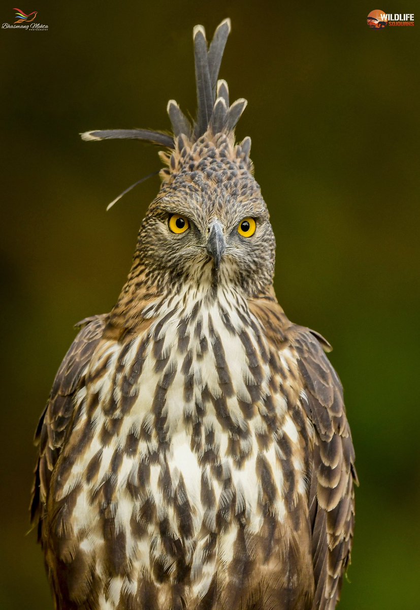 Bhasmang Mehta tweet media