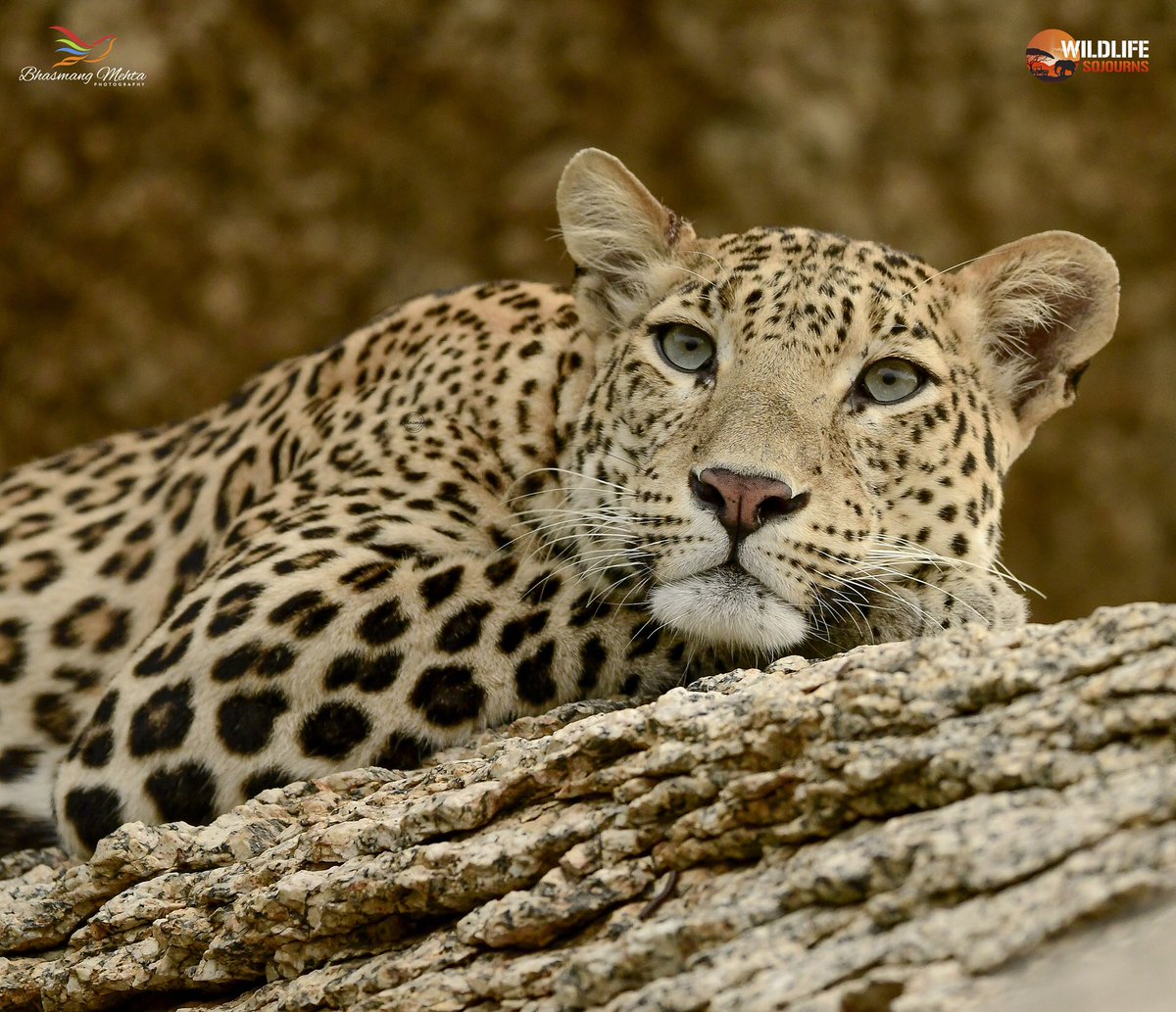 Bhasmang Mehta tweet media