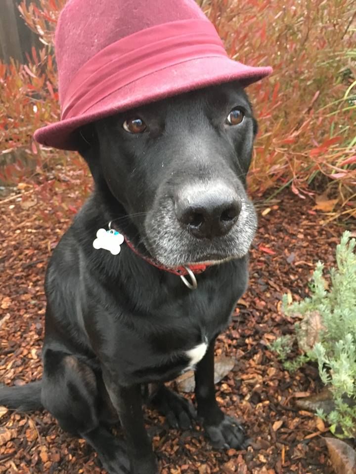 RedRoverOrg's tweet photo. #OfficeDog #Oscar is ready for his close-up. 😅 Flaunt your photos of your dapper pets! #Oscars2019 #AcademyAwards #fancypets #Oscars https://t.co/YaElpkQ5Cf