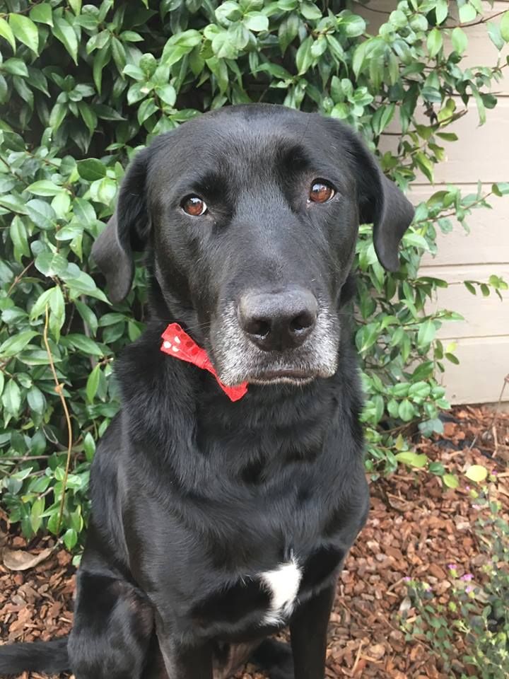 RedRoverOrg's tweet photo. #OfficeDog #Oscar is ready for his close-up. 😅 Flaunt your photos of your dapper pets! #Oscars2019 #AcademyAwards #fancypets #Oscars https://t.co/YaElpkQ5Cf