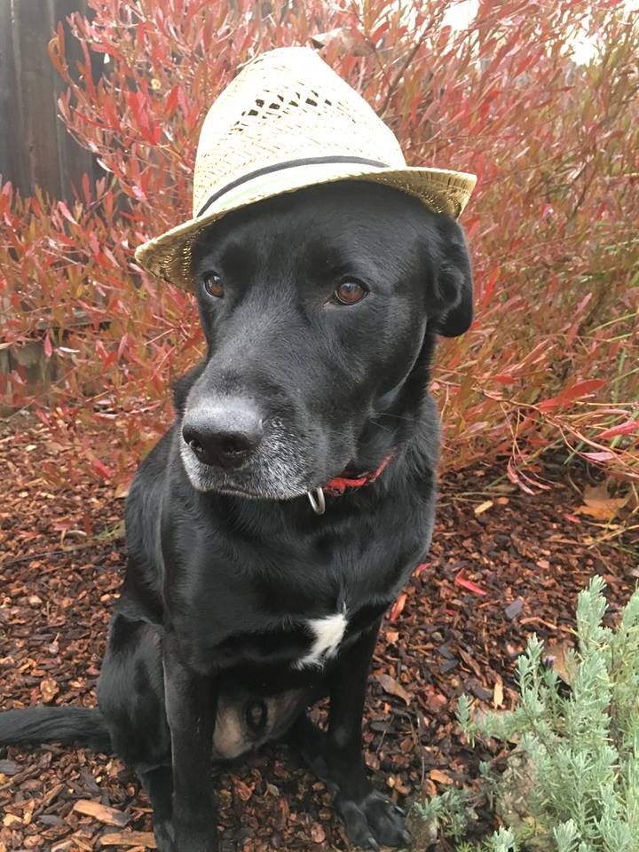 RedRoverOrg's tweet photo. #OfficeDog #Oscar is ready for his close-up. 😅 Flaunt your photos of your dapper pets! #Oscars2019 #AcademyAwards #fancypets #Oscars https://t.co/YaElpkQ5Cf