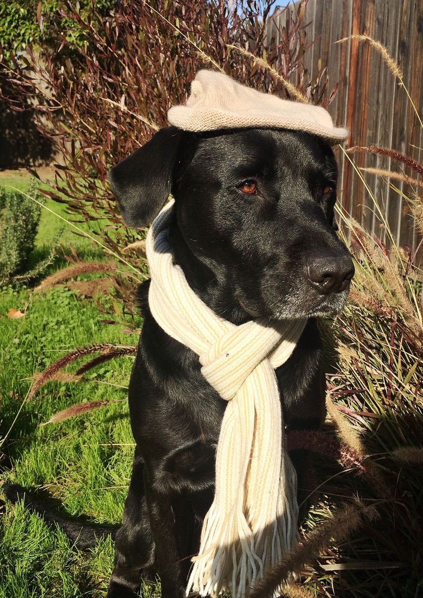 RedRoverOrg's tweet photo. #OfficeDog #Oscar is ready for his close-up. 😅 Flaunt your photos of your dapper pets! #Oscars2019 #AcademyAwards #fancypets #Oscars https://t.co/YaElpkQ5Cf