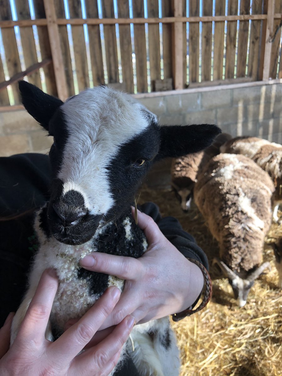 AnotherSmallholder tweet media