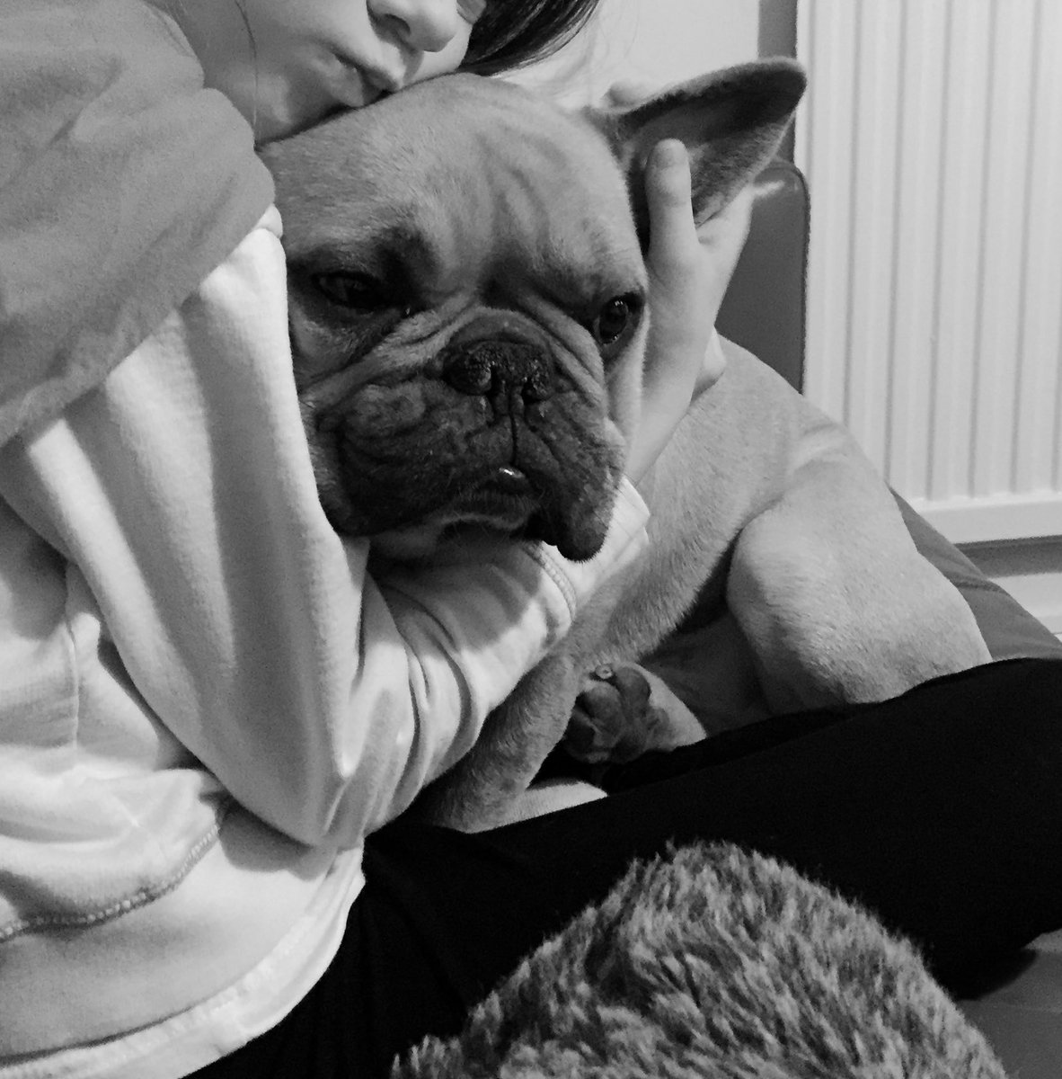 RandallFrenchie's tweet image. This little thief, she stole my heart! 🥰🐾 #truelove #girlsbestfriend #randallthefrenchie #SundayThoughts