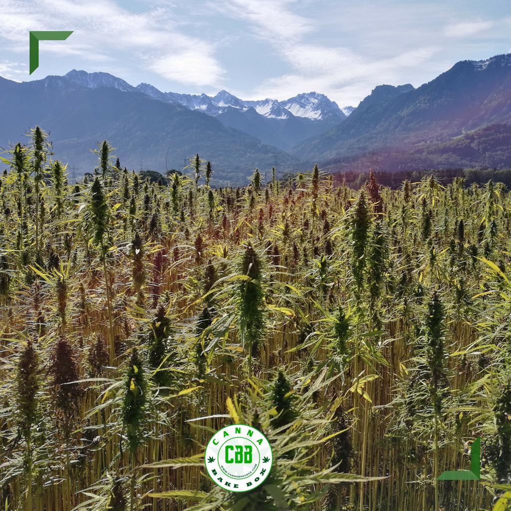cannabakebox's tweet photo. I see fields of green. I see them grow for me & you. And I think to myselfโฆwhat a wonderful world. #Weedstagram #Instaweed #cannabissubscriptionbox #CannabakeBox #Weed #420 #Cannabis #Marijuana #GetBaked #GetLit #CannaEssentials https://t.co/vHdZbh7F4Y