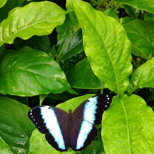 martin_feather's tweet photo. Morpho achilles basking in the early morning sun today in Wings of the Tropics @FairchildGarden https://t.co/F72Up2XOWM