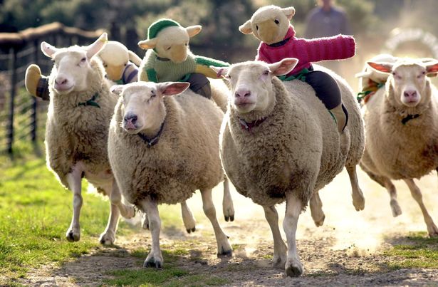AndoversfordR's tweet photo. Who fancies a spot of #sheepracing this year at #andoversfordraces?!! Can we get the hashtag #sheepracing trending on Twitter?! https://t.co/HcPCF8Qpkq