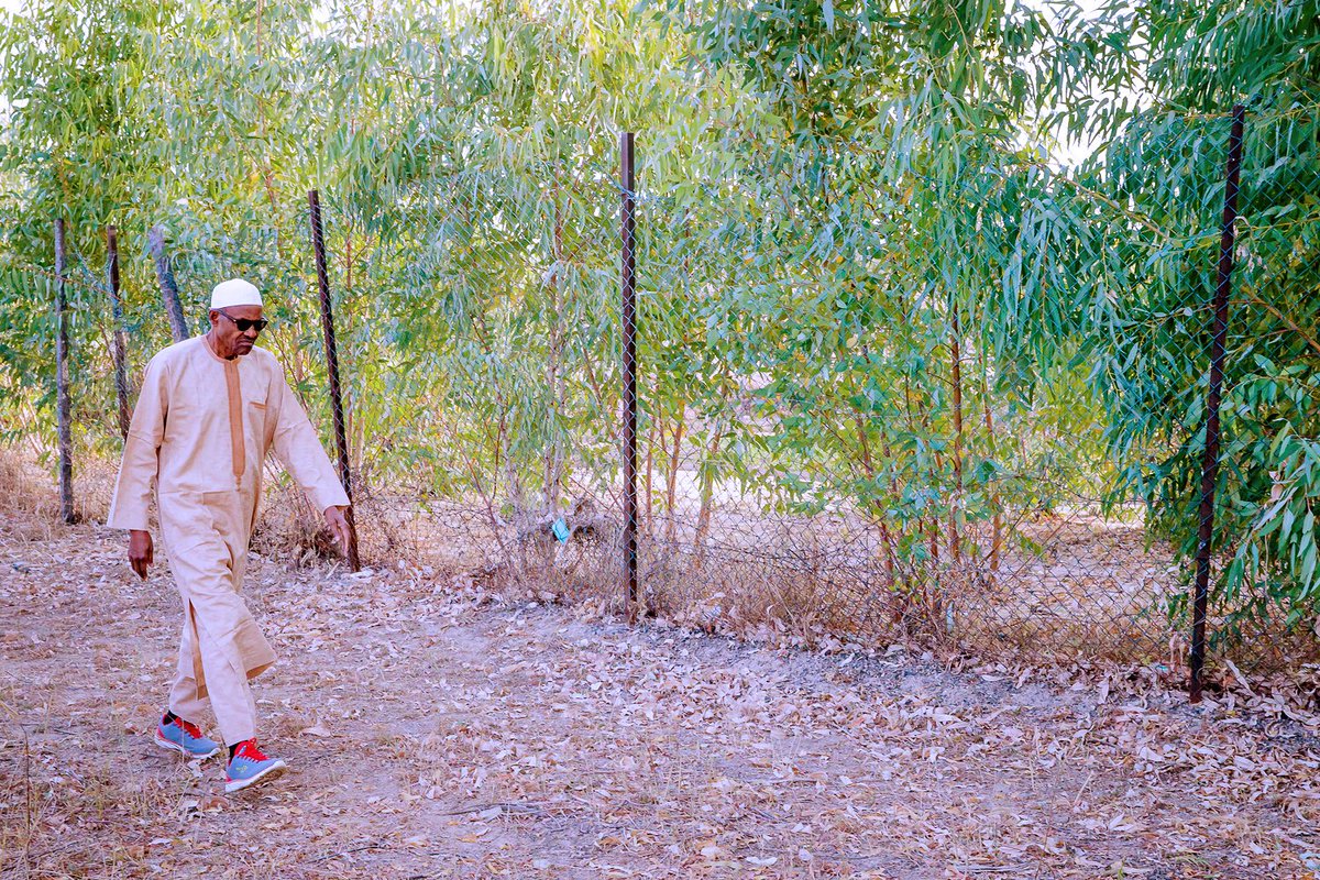 MBuhari's tweet image. I was pleased to spend time on my farm in Daura, this morning. Agriculture will continue to be one of the priorities of our administration. I‘m proud of what we have achieved in domestic fertilizer production; financing for farmers, and support and incentives for Agric investors.