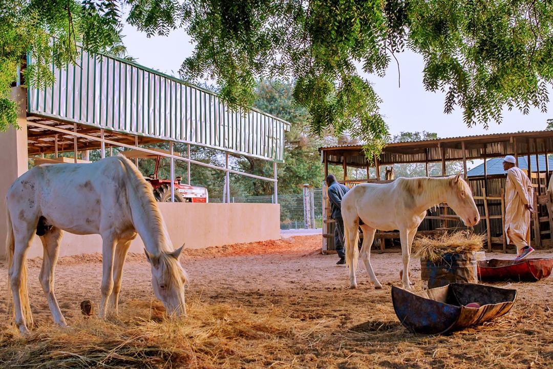 MBuhari's tweet image. I was pleased to spend time on my farm in Daura, this morning. Agriculture will continue to be one of the priorities of our administration. I‘m proud of what we have achieved in domestic fertilizer production; financing for farmers, and support and incentives for Agric investors.