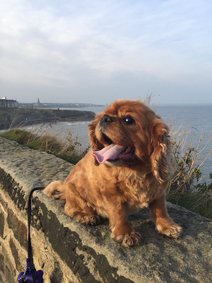 ANorthEastAdve1's tweet photo. Yesterday was a day of getting out and actually doing something that involved being outdoors. We decide Tynemouth the place to do this! We headed to Tynemouth market and had @LongsandsFish Fish and Chip which is definitely @mjteasdale favourite place for food. https://t.co/zo69JoUc8h