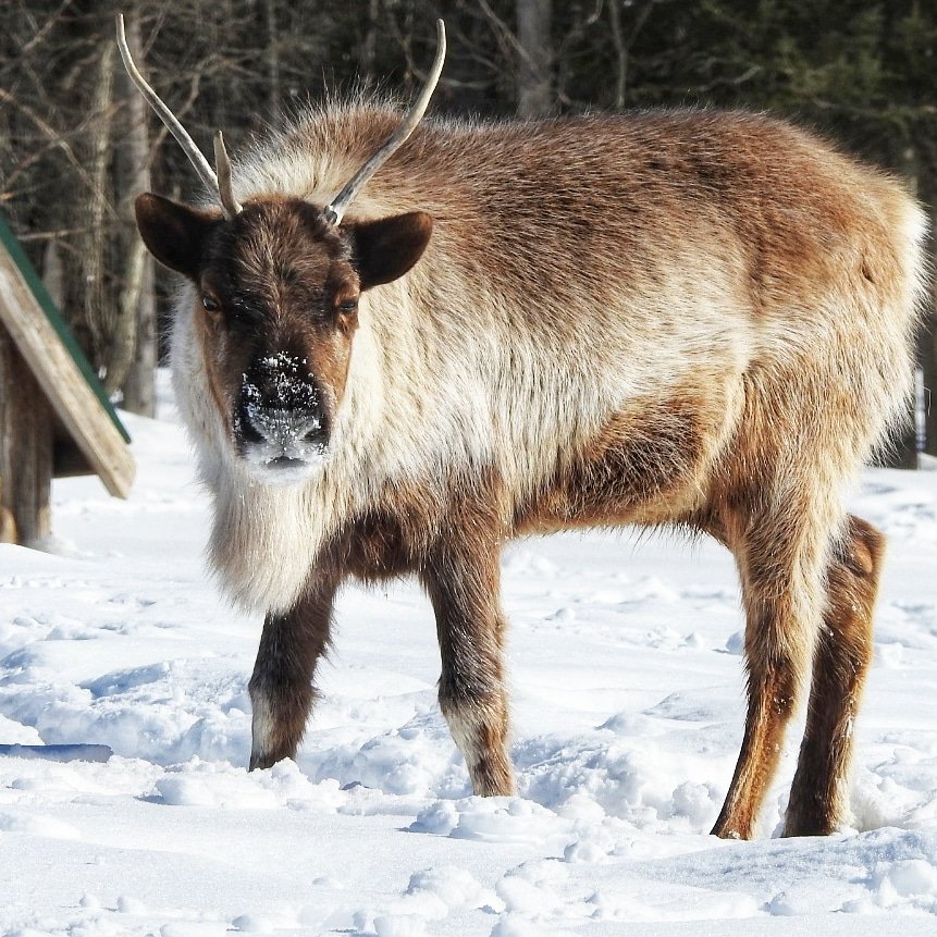 "Snowflakes that fall on my nose and eyelashes". Saw this handsome caribou yesterday during my visit to <a href="/parc_omega/">Parc Oméga</a>. Thanks so much <a href="/rolandbastphoto/">Roland Bast</a> for inviting me to join you and all the other talented photographers!