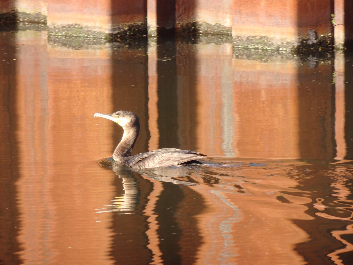 RoseNWF's tweet photo. A Cormorant today traveling along the #RiverLea #BowFlyover https://t.co/VQFRhzMoyH