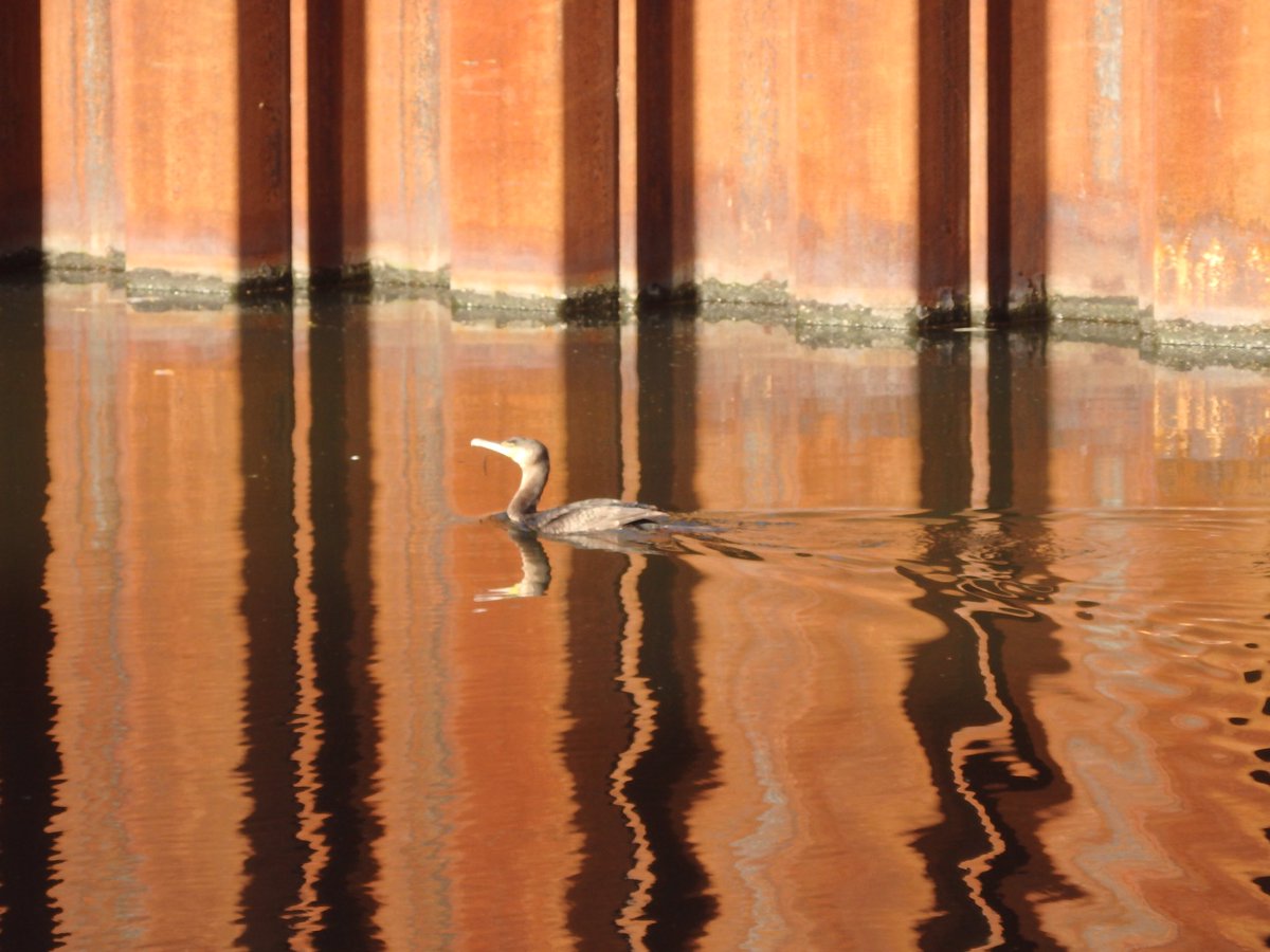 RoseNWF's tweet photo. A Cormorant today traveling along the #RiverLea #BowFlyover https://t.co/VQFRhzMoyH