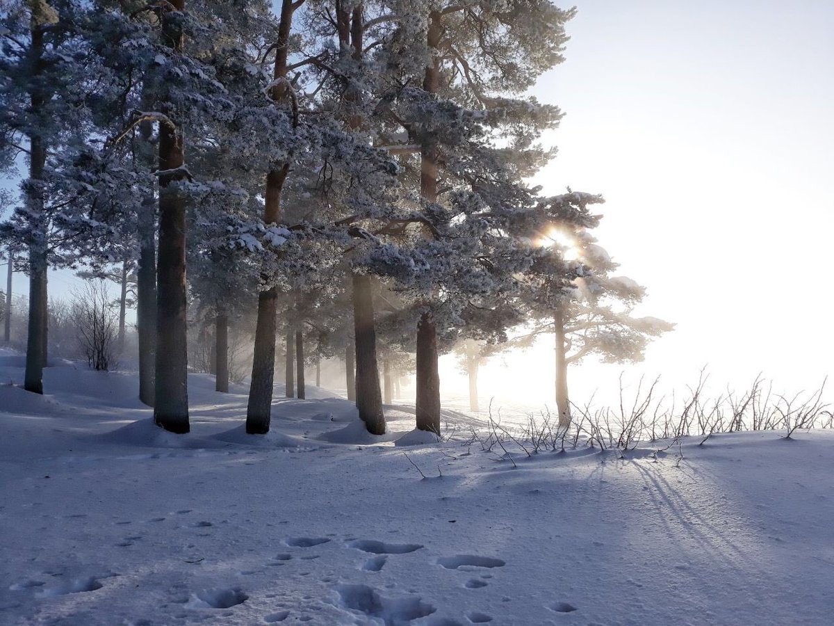 sersels's tweet photo. #зима #Сестрорецк #природа #пейзаж #свет #тень #winter #Sestroretsk #nature #landscape #light #shadow #Samsung https://t.co/usN29sFxWX