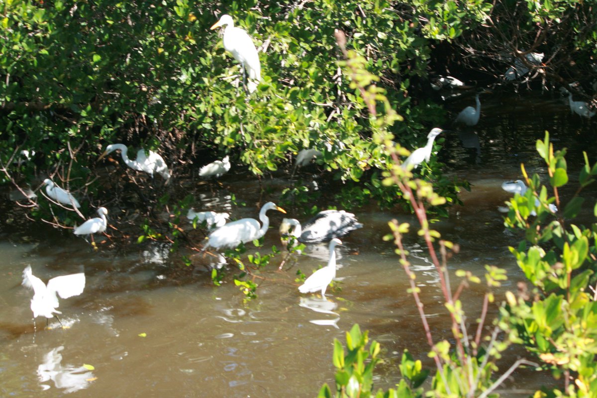 DingDarlingWS's tweet photo. Low-tide birding is at its best at the "Ding" Darling Refuge. @DingDarlingWS #birdsofding #discoverding #birdingseason https://t.co/jrhQqeyhP1