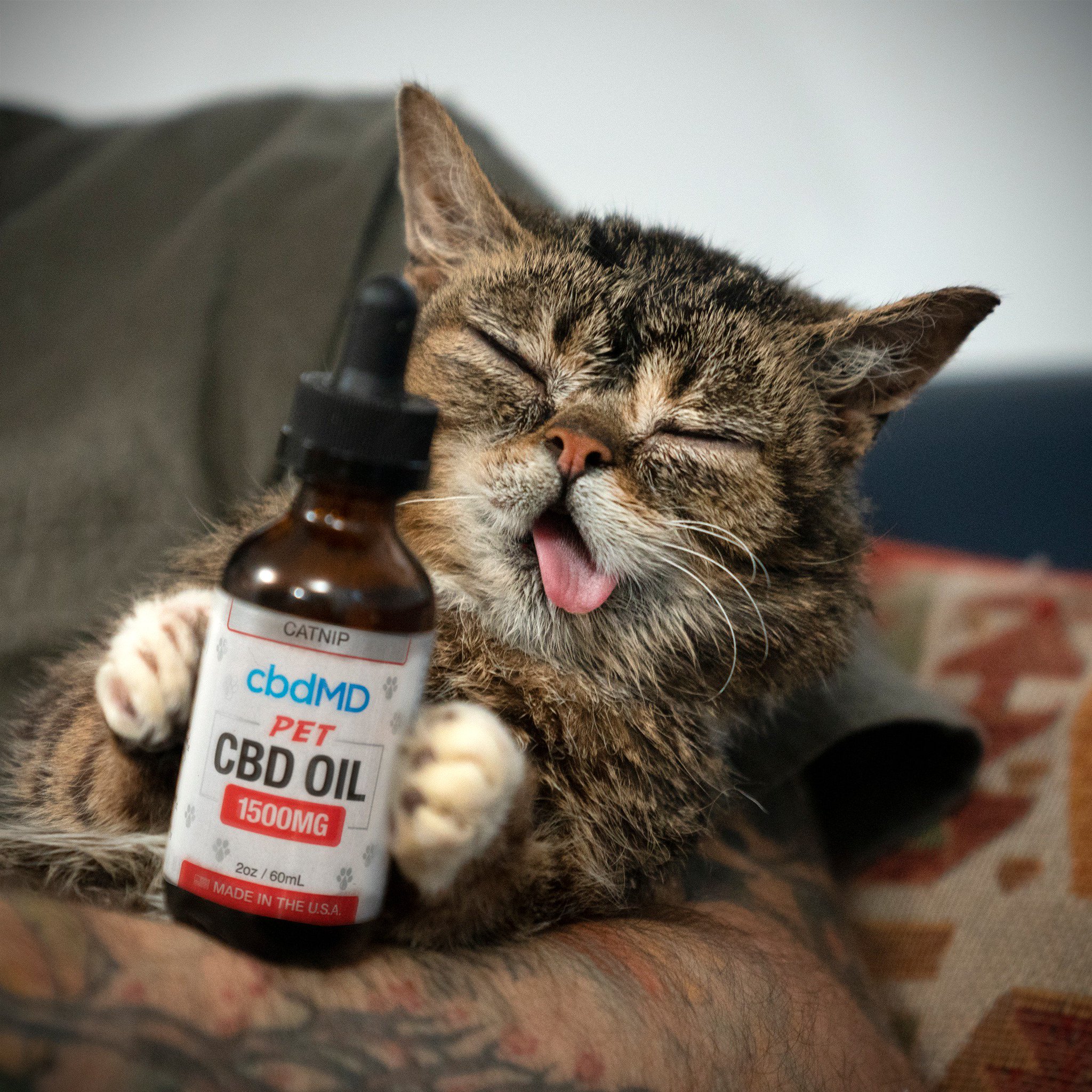 Котовник кошачий в горшке. Catnip перевод. Catnip перевод. Kittikrack что это. Catnip in bag.