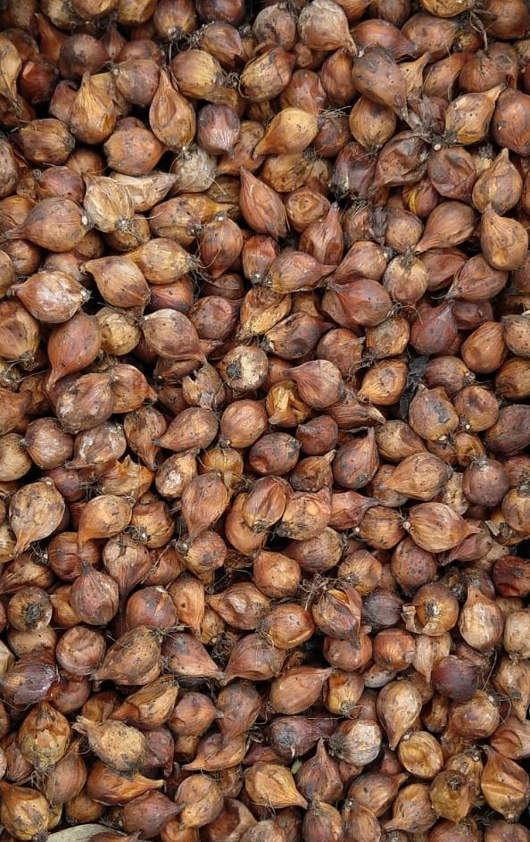 De  bollenteelt van irissen staat een grote uitdaging te wachten. In diverse partijen Blue Magic word er steeds meer uitval door zachtrot (erwinia) geconstateerd. Voor deze bacterie ziekte is voorlopig nog geen oplossing of bestrijding gevonden.