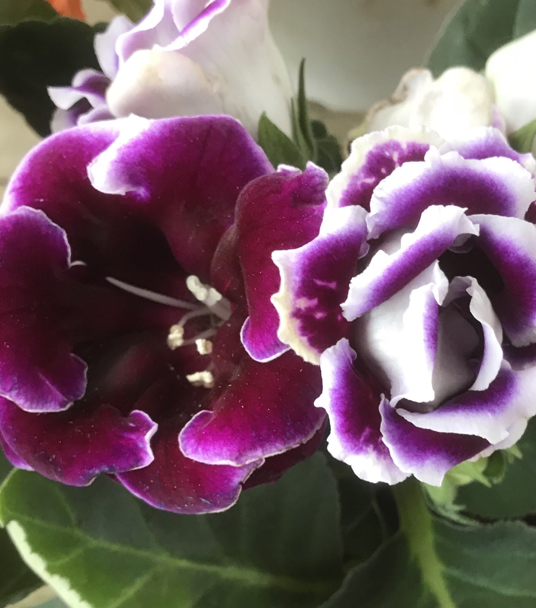 花ひばち 優しい繋がりに感謝 おはよー私の友へ グロキシニア 多年草の植物です ビロードのような質感の大きな花は 鮮やかなビジアルで そのエキゾチックな魅力に惹きけられます 穏やかな一日を T Co Alqqc7obl3 Twitter