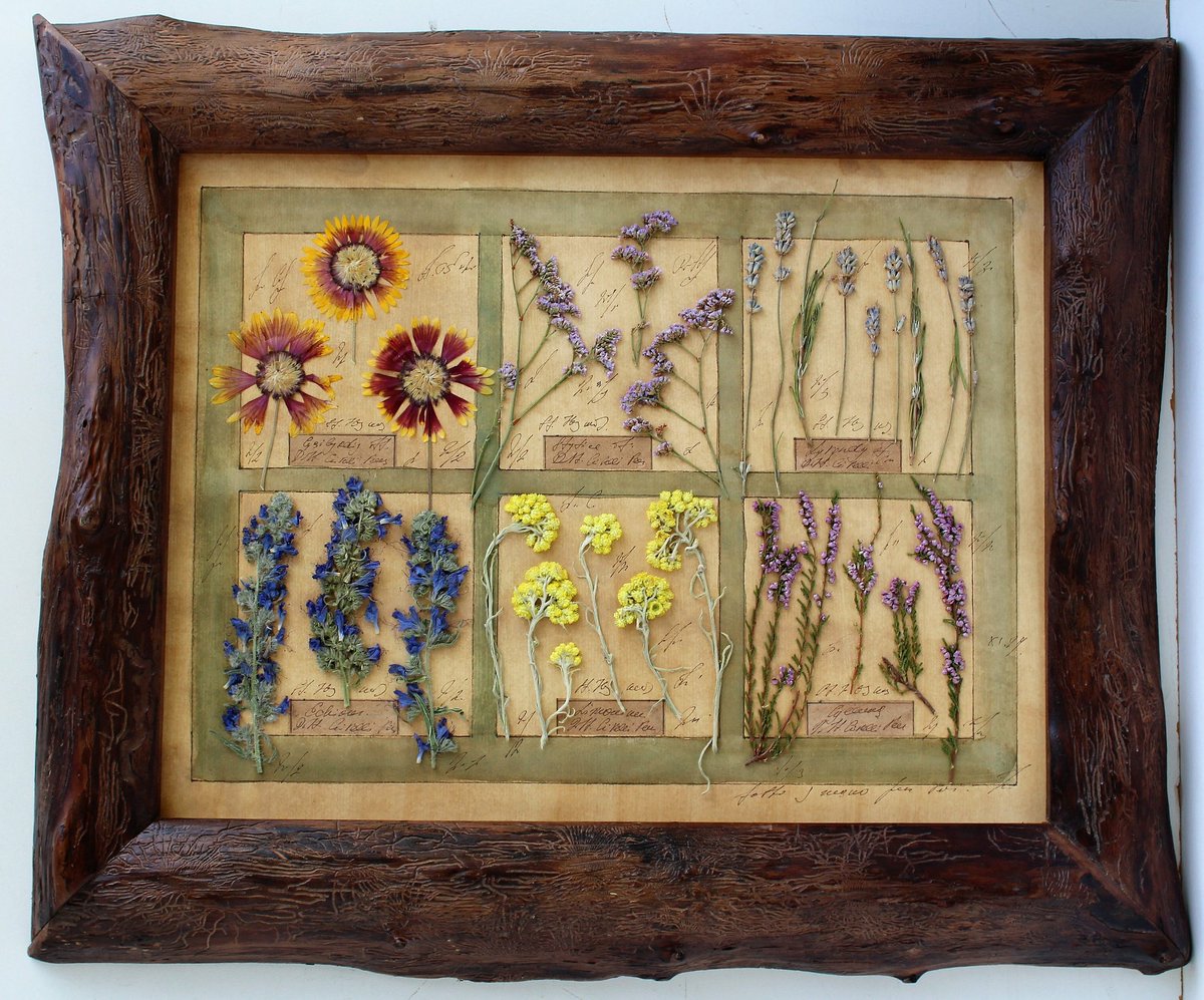 Pressedflowers On Twitter Excited To Share The Latest Addition To My Etsy Shop Pressed Flower Art Herbarium Pressed Flowers Framed 17x20 Inches 41x50 Cm Pressed Plants Dried Herbs Frame Antique Plant Stand