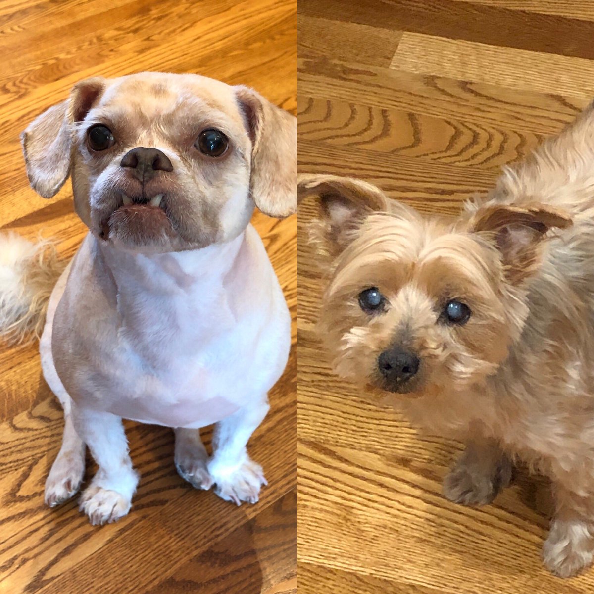 LSchram's tweet image. My dogs after spa day at home!  #dogsoftwitter